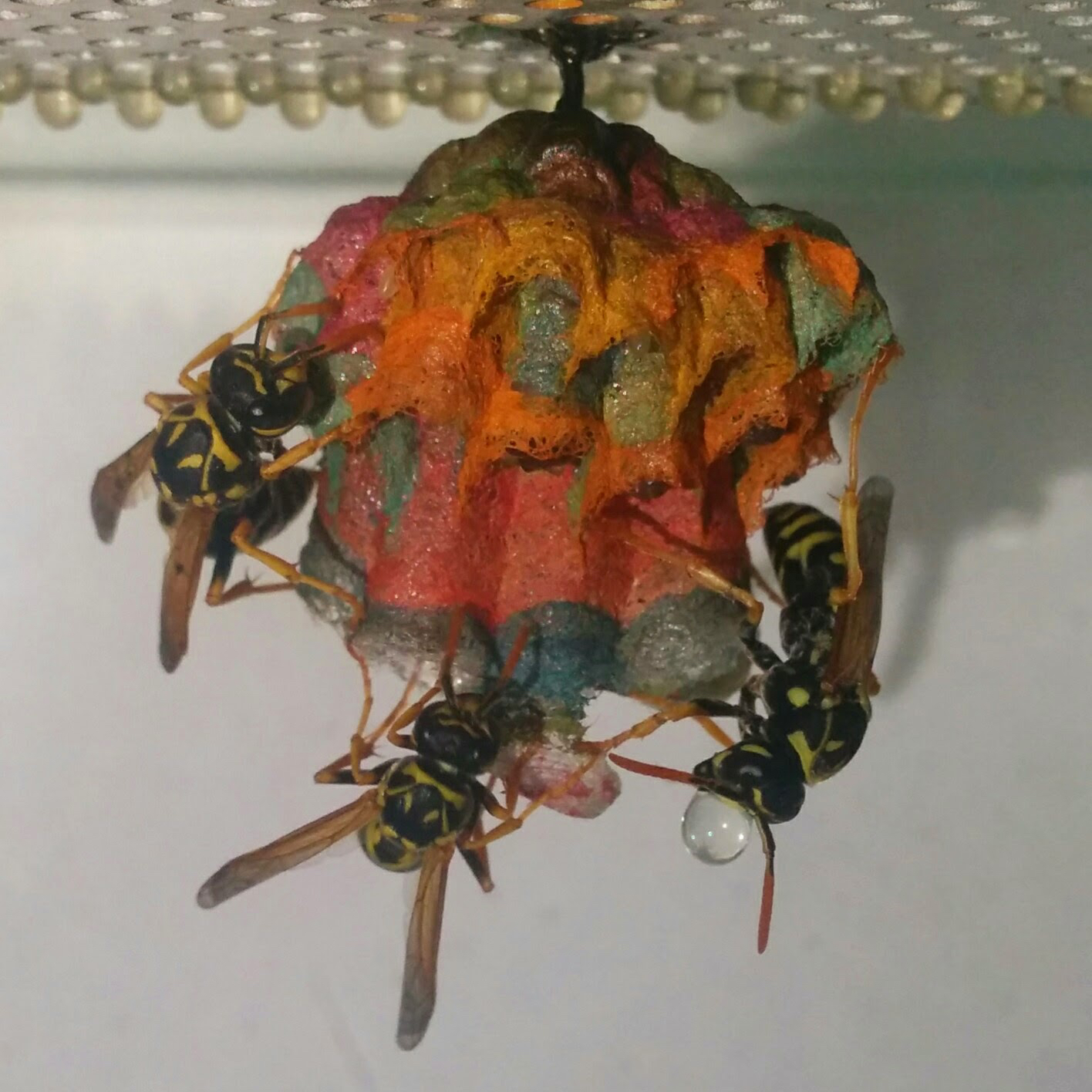 Colorful Wasp Nest Stage 4