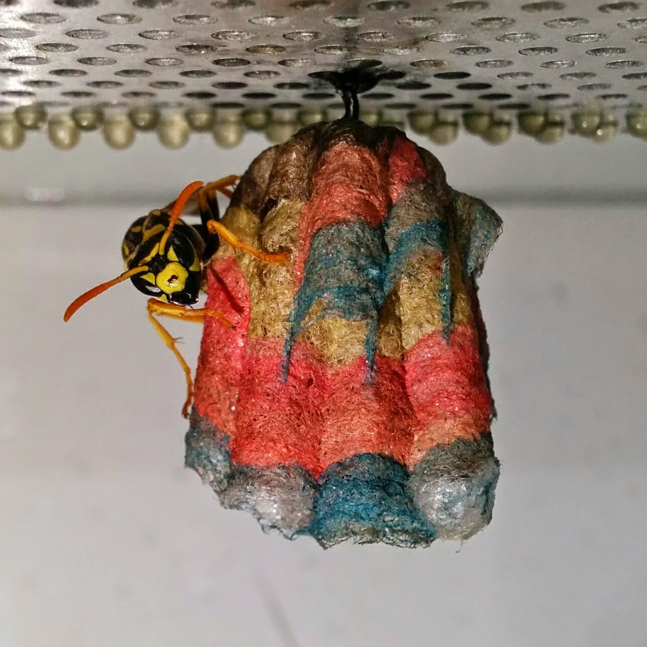 Colorful Wasp Nest Stage 2