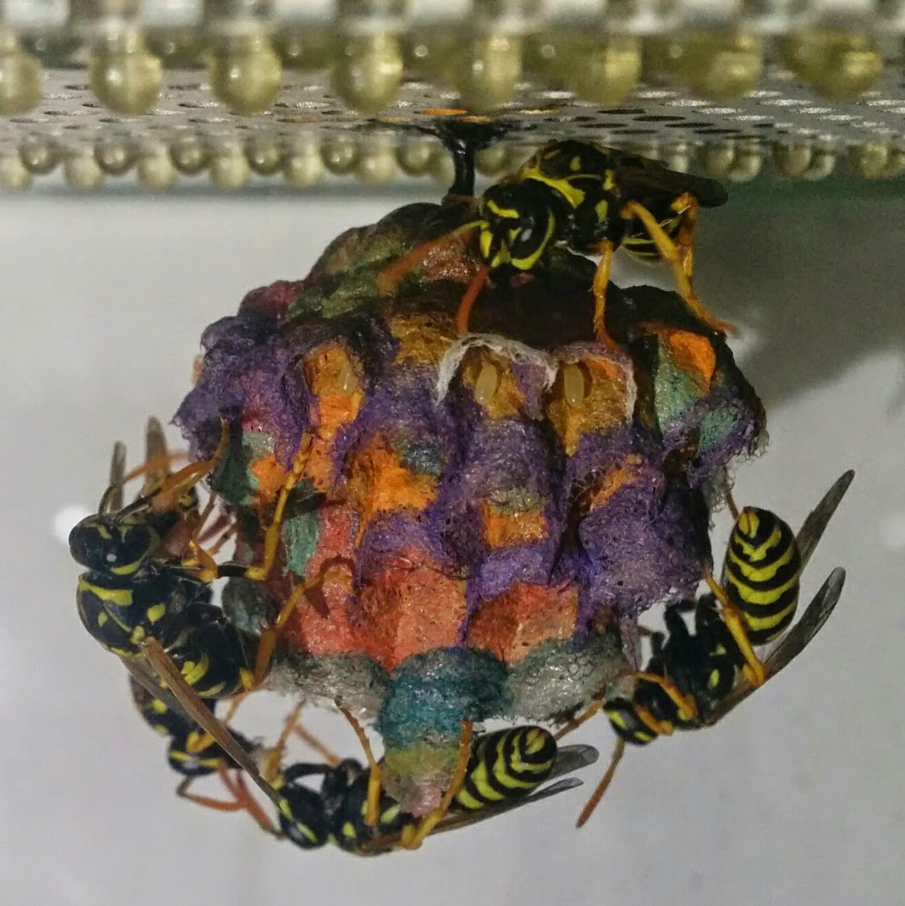 Colorful Wasp Nest Stage 6