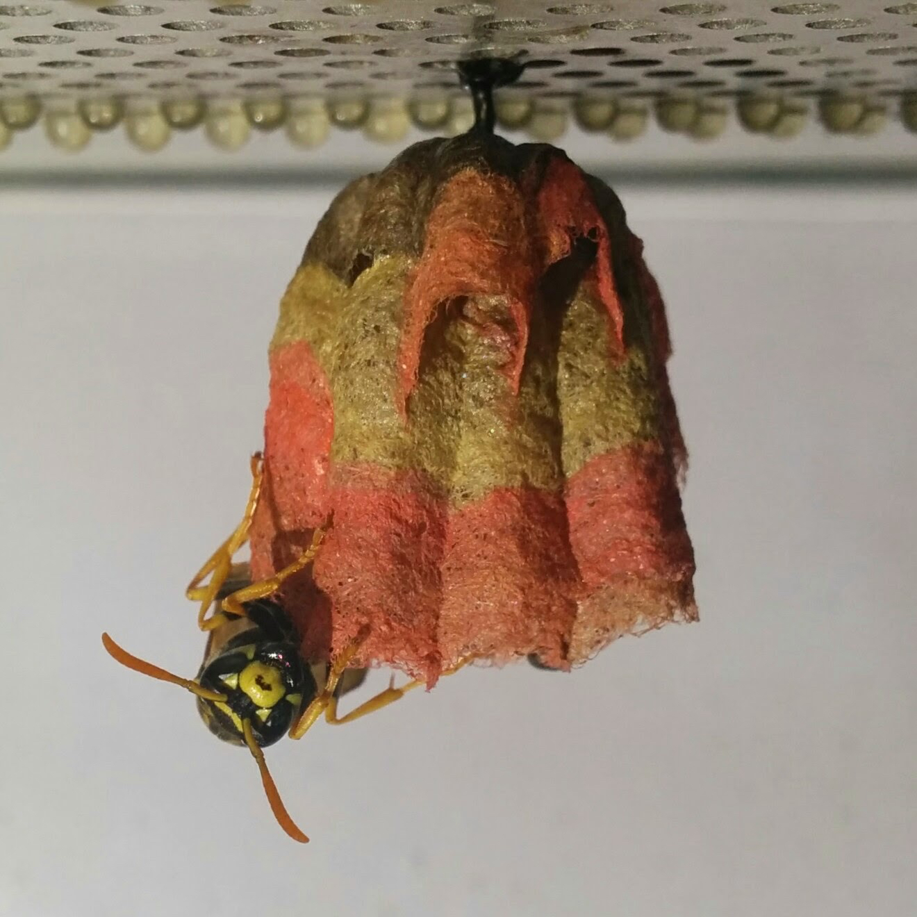 Colorful Wasp Nest Stage 1