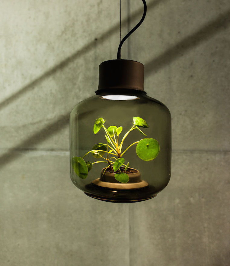 Nui Studio Mygdal Plant Lamp Pendant