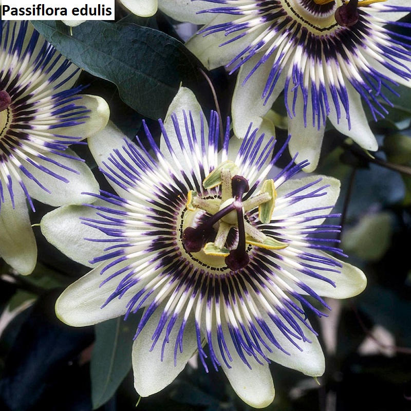 UnusualSeeds Rare Passion Flower Seeds