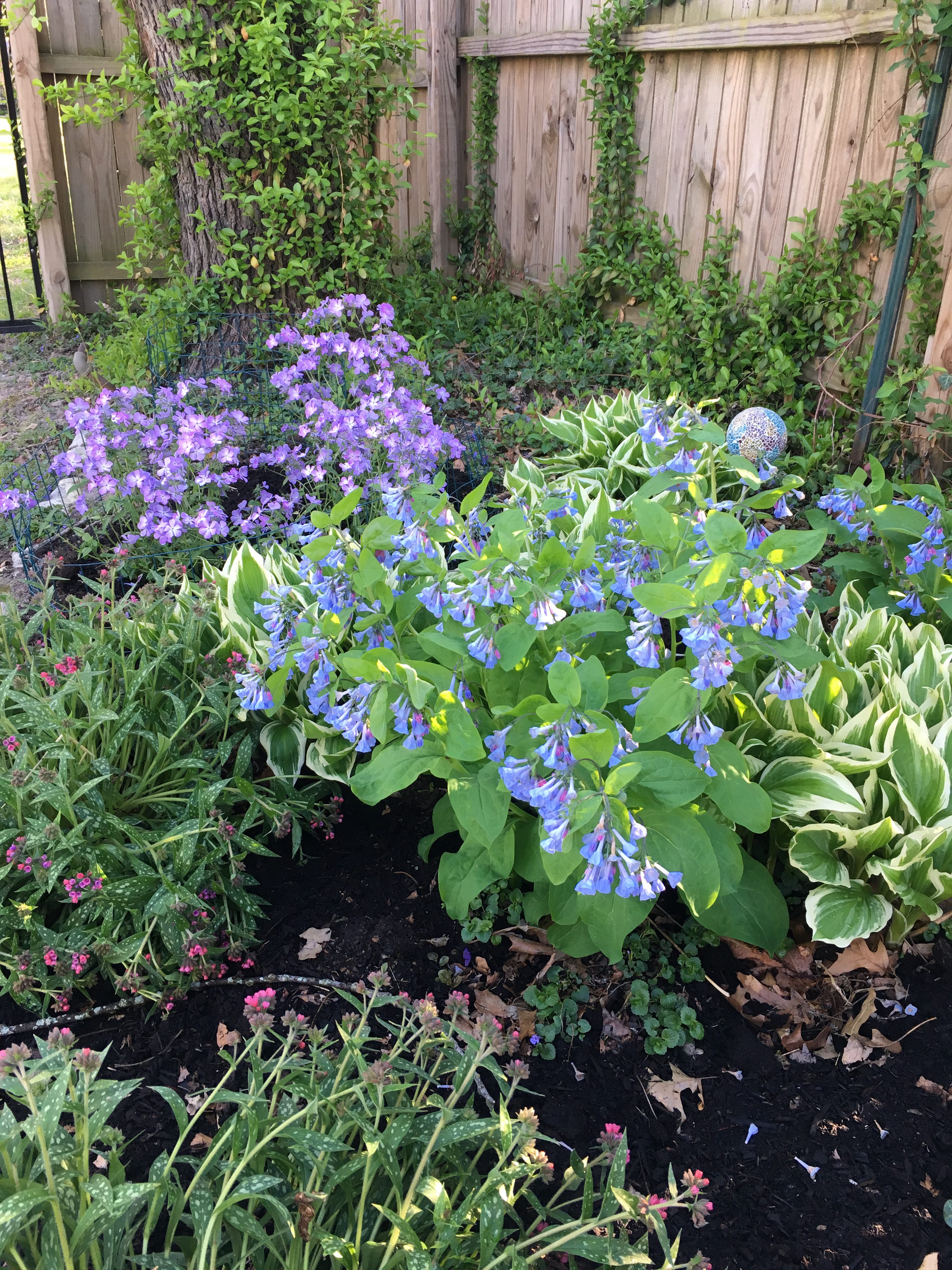 Bluebells from our creek