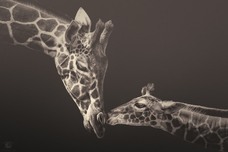 African Souls Baby Giraffe and Mother Manuela Kulpa Stefan Kulpa Erblicken