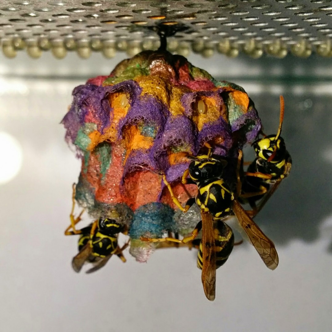 Colorful Wasp Nest Stage 5