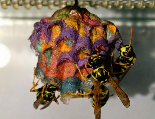 Colorful Wasp Nest Stage 5