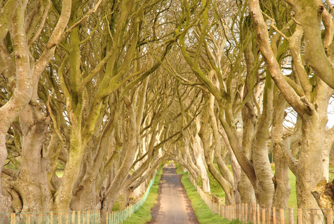 Dark Hedges, Northern Ireland Kingsroad