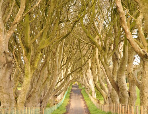 Dark Hedges, Northern Ireland Kingsroad